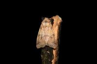 Cirrhia ocellaris