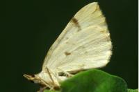 Eulithis mellinata