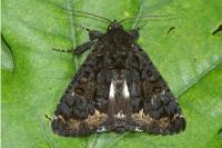 Catephia alchymista