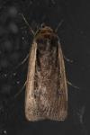 Ochropleura leucogaster
