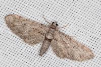 Eupithecia pauxillaria