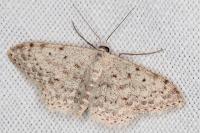 Scopula marginepunctata