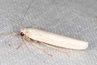 Indalia uniola