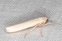 Indalia uniola