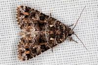 Callopistria latreillei