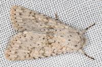 Aporophyla canescens