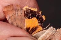 Noctua janthe