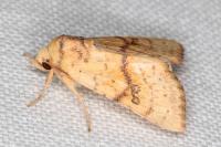 Tiliacea sulphurago