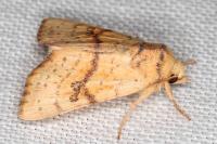 Tiliacea sulphurago