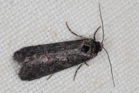 Stilbia anomala