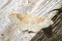 Idaea degeneraria