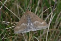 Pyrausta aerealis