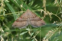 Scotopteryx chenopodiata