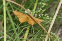 Idaea flaveolaria