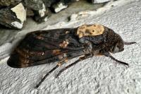 Acherontia atropos