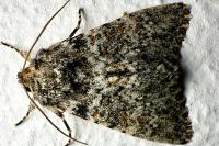Polymixis flavicincta flavicincta