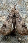 Agrotis puta