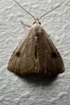 Rivula sericealis
