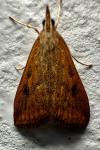 Udea ferrugalis