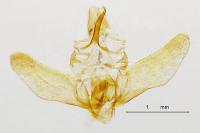 Aglossa caprealis