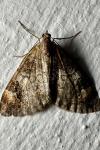 Dysstroma truncata