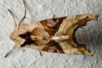 Phlogophora meticulosa