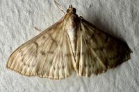 Patania ruralis