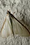 Palpita vitrealis