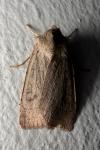 Xestia castanea