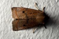 Leptologia lota