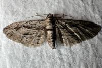 Eupithecia phoeniceata