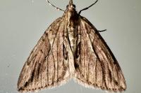 Thera cupressata