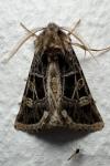 Leucochlaena oditis