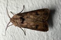 Agrotis segetum