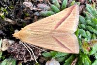 Rhodometra sacraria
