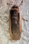 Ochropleura leucogaster