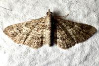 Gymnoscelis rufifasciata