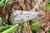 Nomophila noctuella