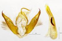 Cryphia algae
