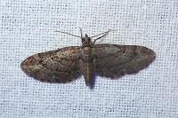 Eupithecia ericeata