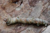 Selenia lunularia