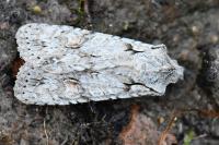 Lithophane ornitopus