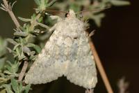 Polymixis dubia