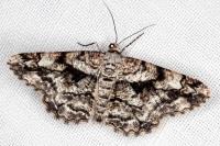 Peribatodes umbraria umbraria