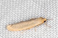 Indalia pygmaeola pallifrons