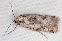 Epilecta linogrisea
