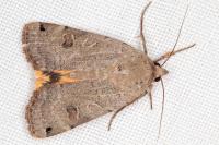 Noctua orbona