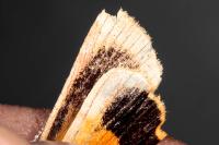 Noctua tirrenica