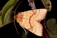 Tiliacea sulphurago