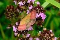 Phytometra viridaria